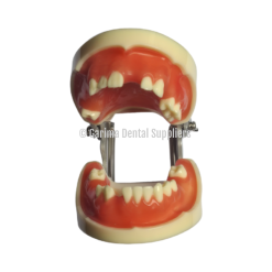 JM Implant Practice Model W/FE Articulator