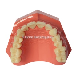 JM Typho Jaw Set W/ 28pcs Teeth