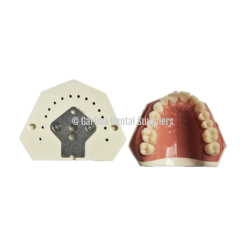 Flex Dental Model Lower Jaw Magnetic